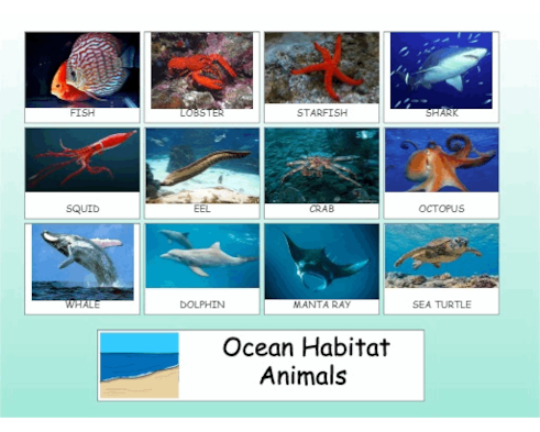 Ocean Habitat Animals WF ROOM