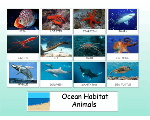 Ocean Habitat Animals WF ROOM Ocean Habitat Animals WF ROOM