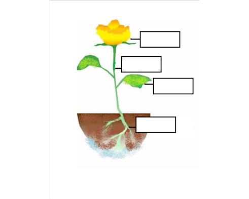 perjury clipart flower