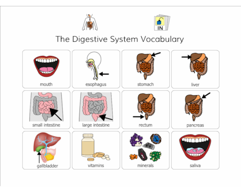 Science Digestive System Vocabulary Reference