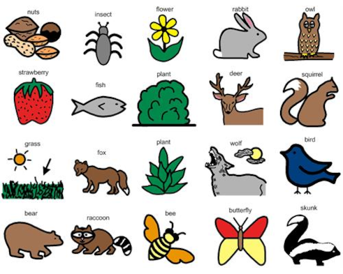 Forest Food Chain Biology Diagrams