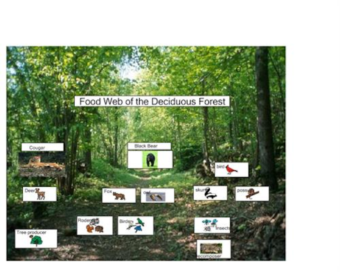 Forest Food Chain Biology Diagrams
