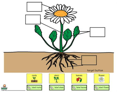 label parts of plants