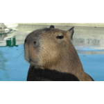 Member Picture